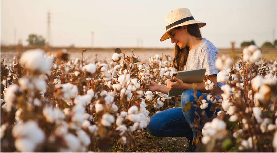 Farmer using tablet in cotton field, illustrating traceability in agriculture.